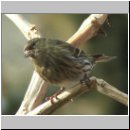 Carduelis spinus - Erlenzeisig 12.jpg